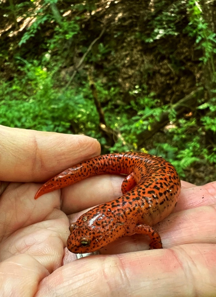 Northern Red Salamander